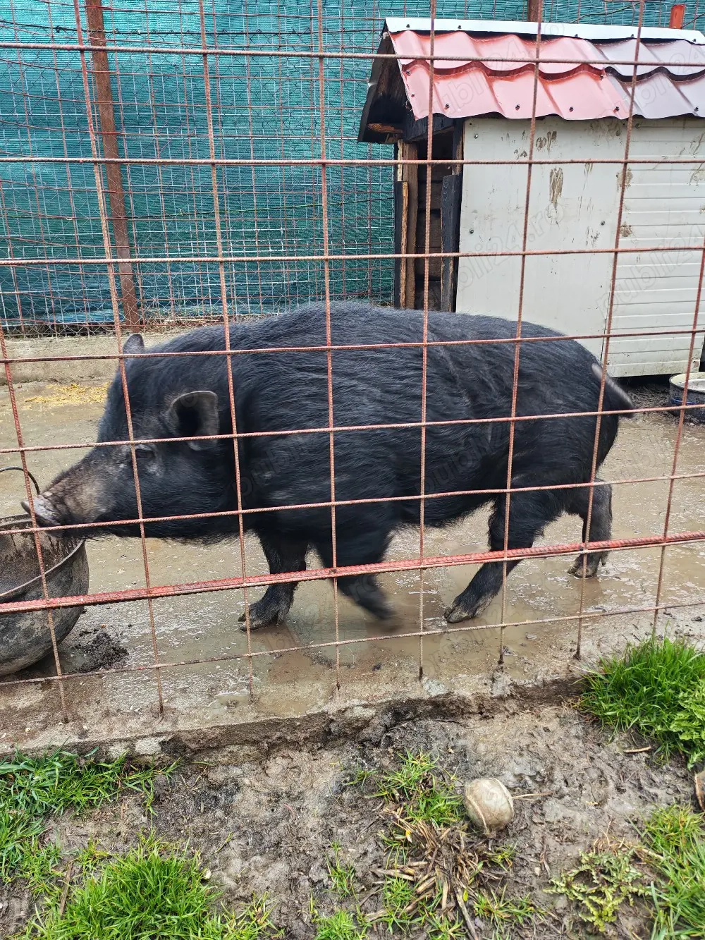 Porc mistreț cu vietnamez schimb