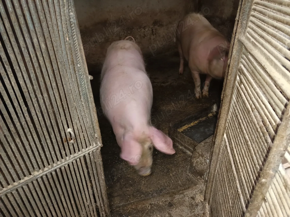 Vând porci cu o greutate de 100 de kg buni pentru reproducție 4 scrofițe bune de dat la vier. 