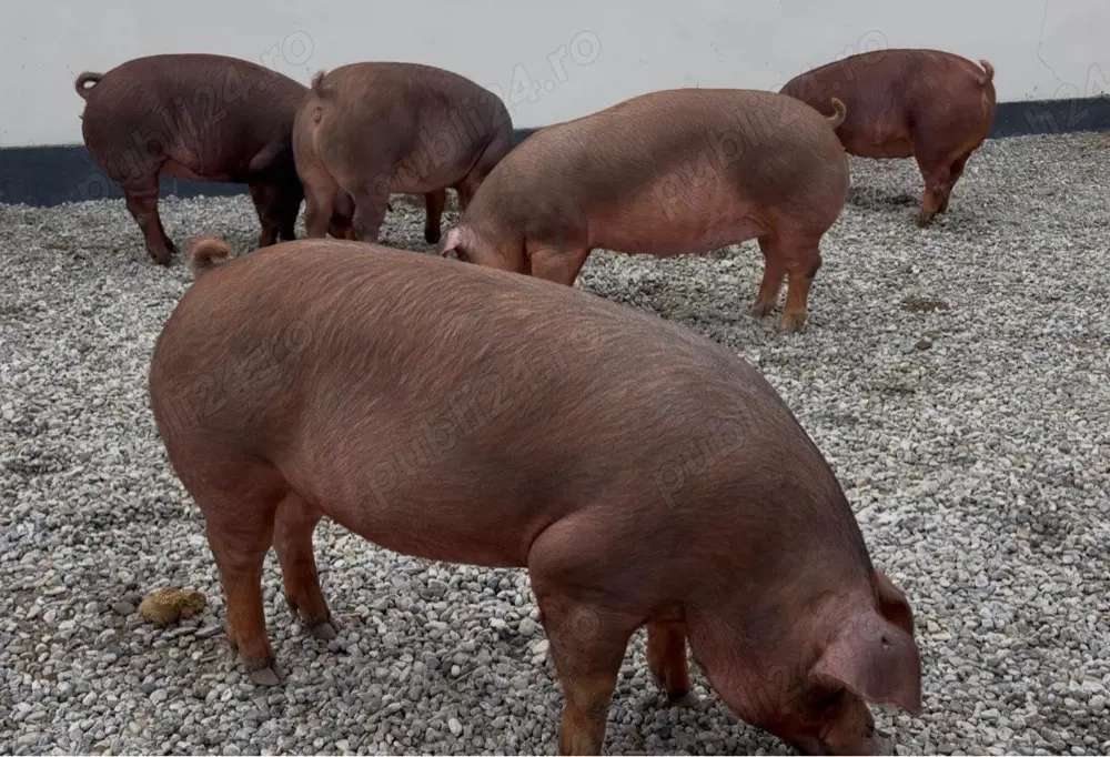 Scroafe gestante Duroc 