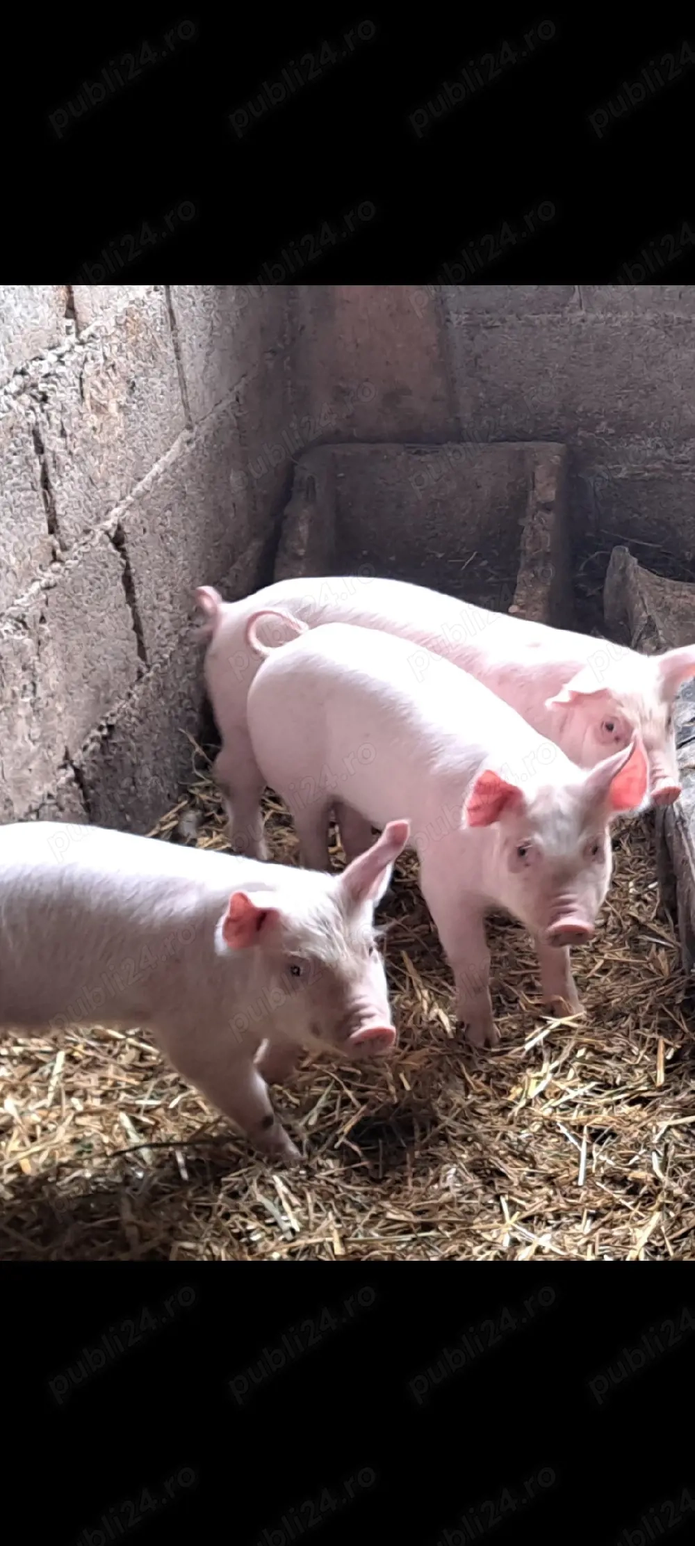 Disponibili purcei landras 