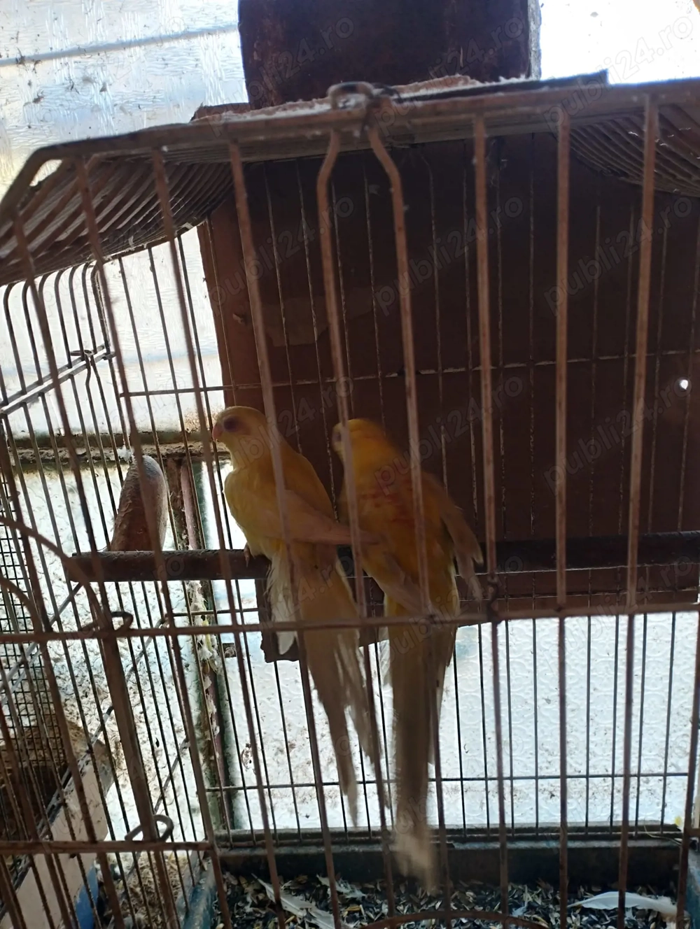 Vand Papagali cintatori.