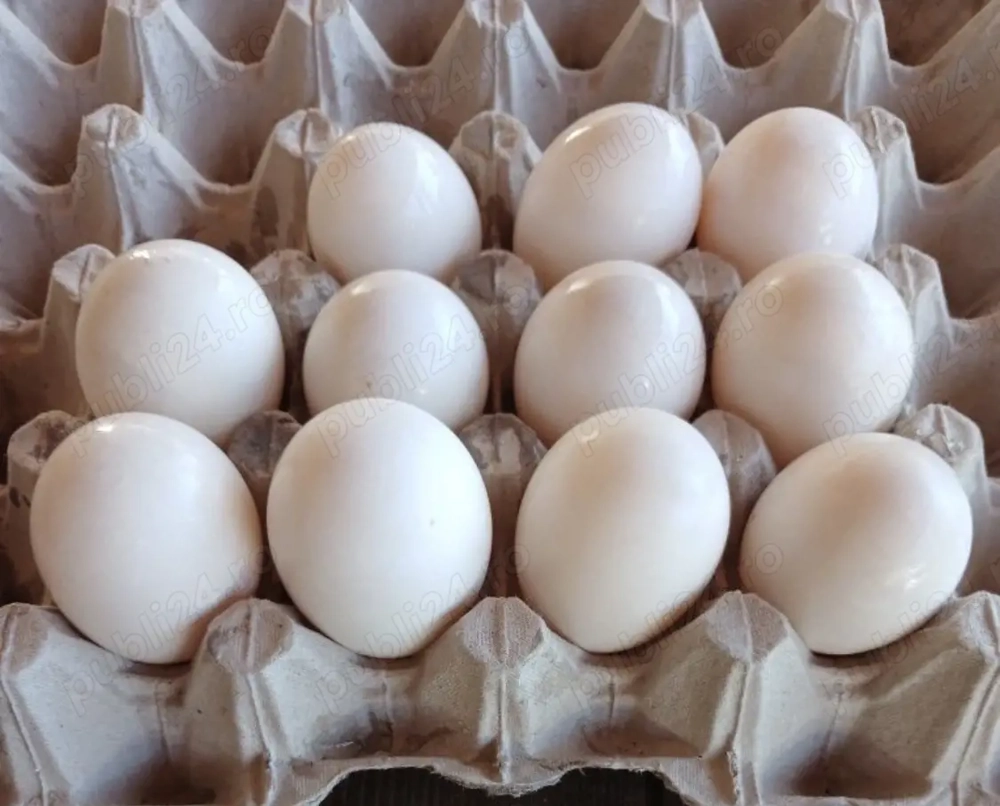 Vând Ouă de rața pentru incubat !!