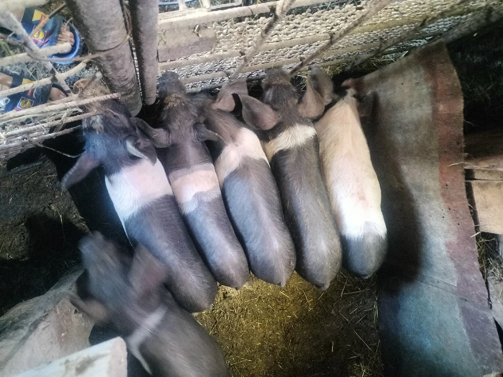 Purcei de 8-9 săptămâni