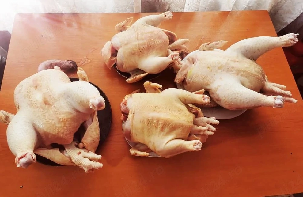 găini de vânzare cu greutate de +3kg la prețul de 75 lei buc si oua proaspete de gaina 1,5lei buc