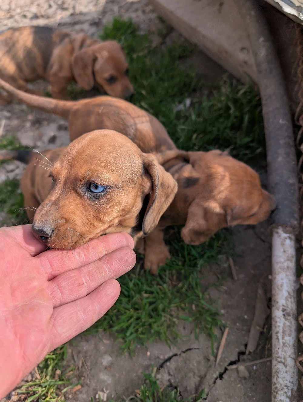 teckel cauta alta casa