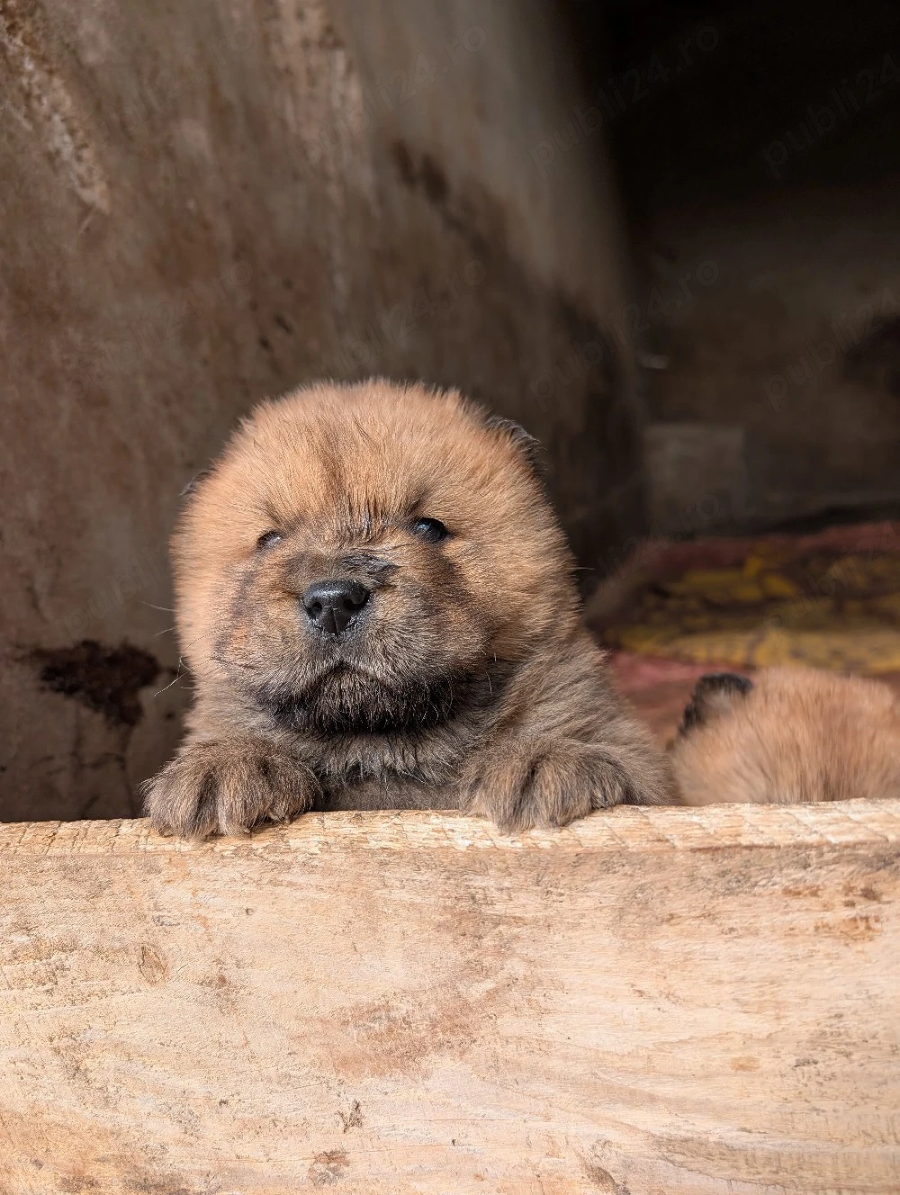 cățeluș chow chow