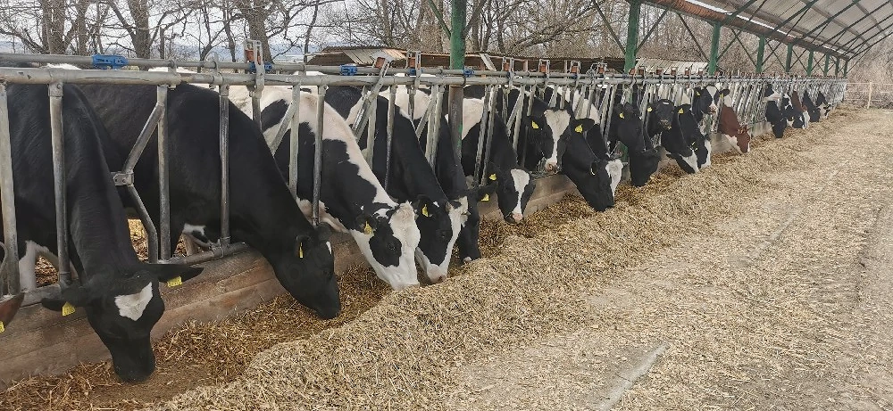 Junici 30 capete holstein f. 