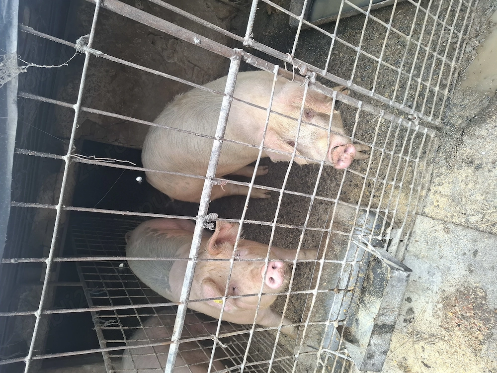 Porci crescuți natural în gospodărie 
