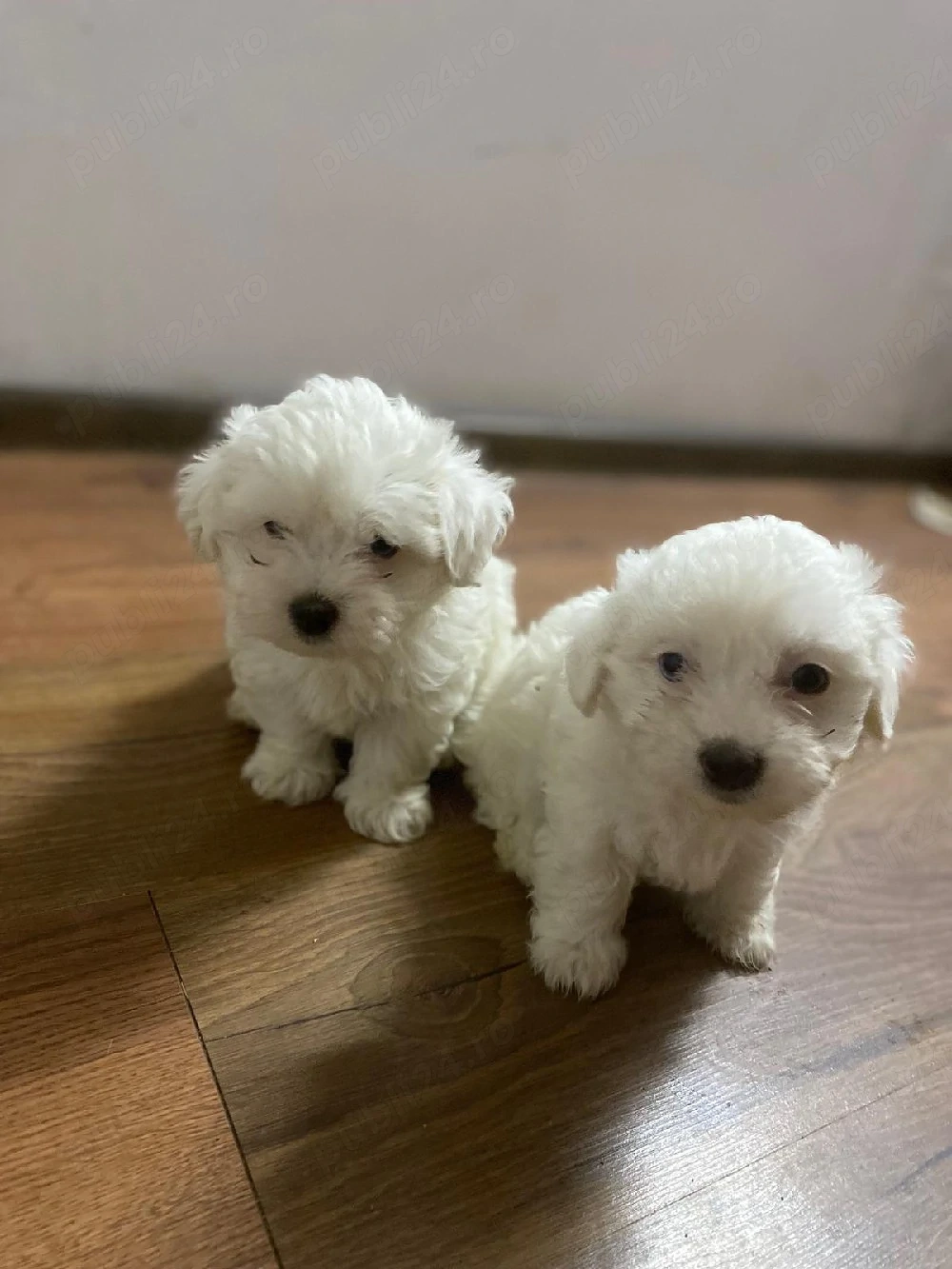 vând căței bichon maltese 