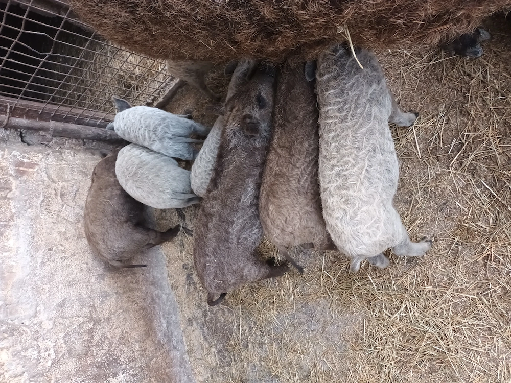 Vând purcei mangalita. 