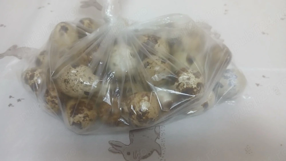 prepelite polare xxl