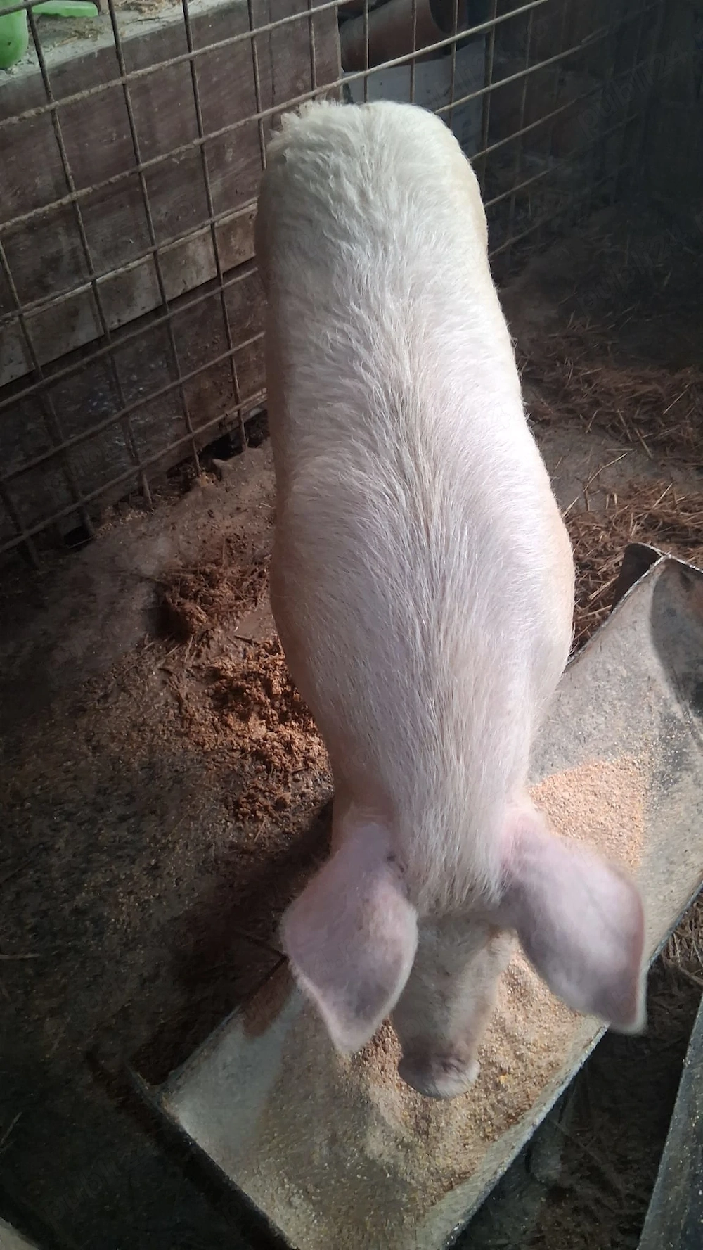 Porci pentru sacrificat Felnac