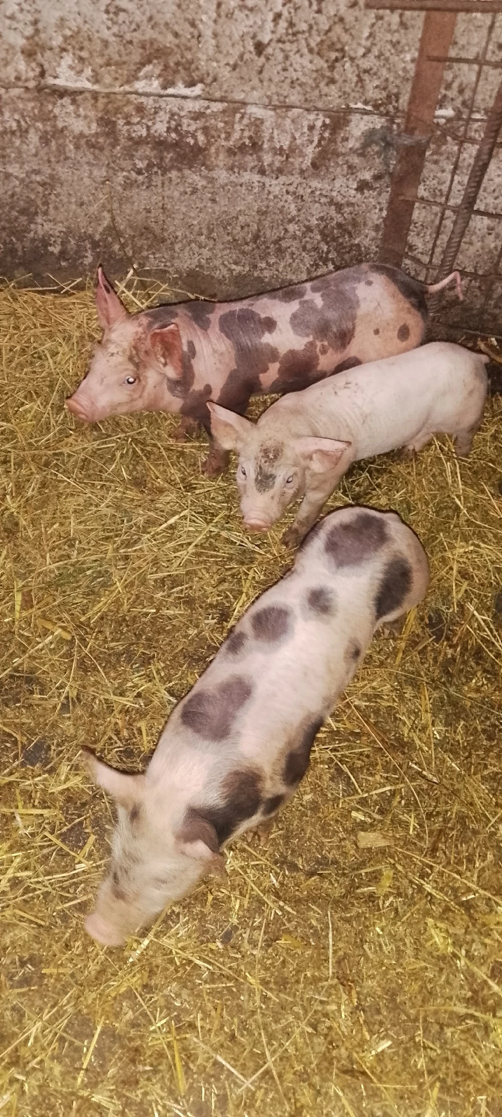  purcei 6 săptămâni 