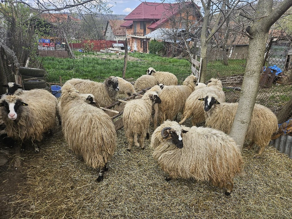 Vând Oi Tarnova Caras- Severin 