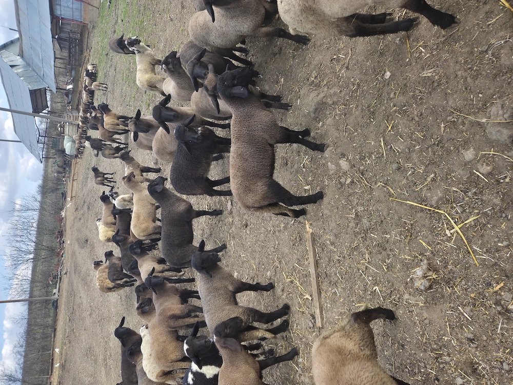 Vînd aproximativ 100 de miei