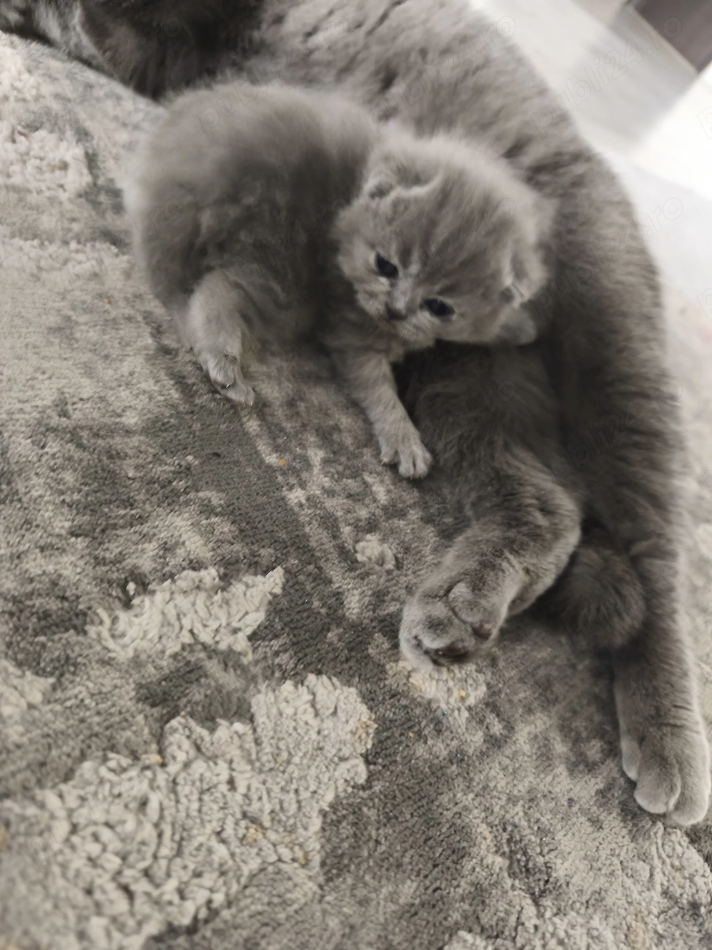 vand british shorthair blue