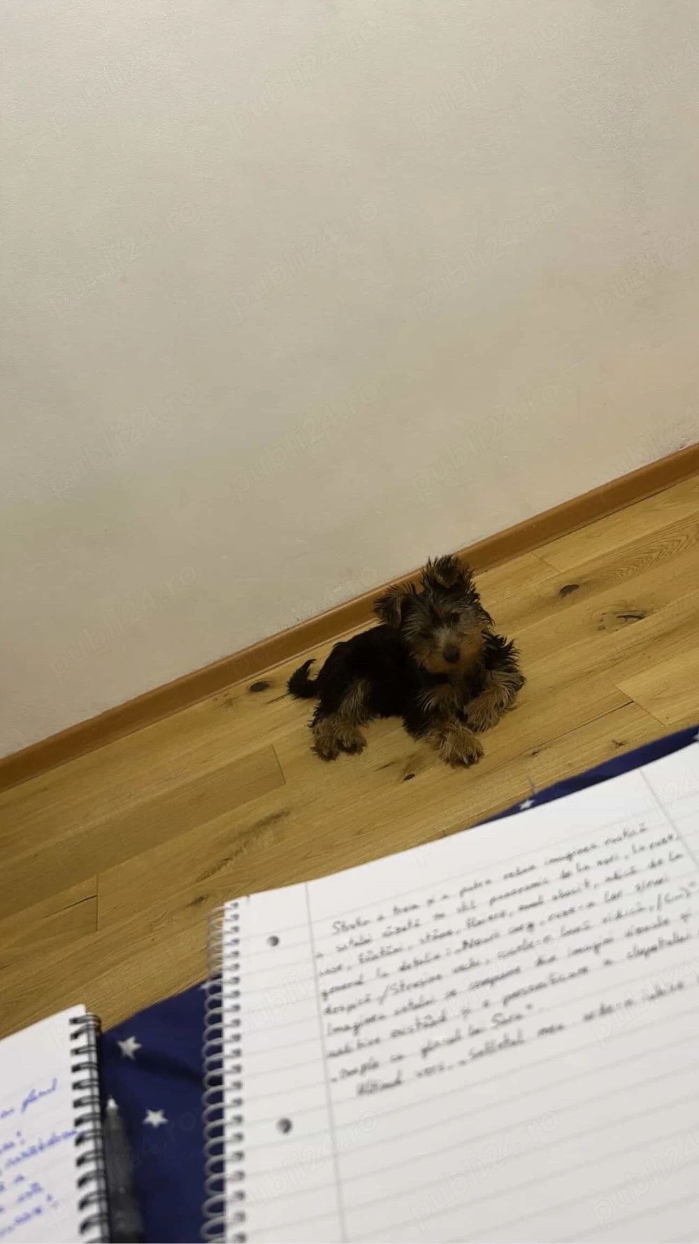 vand yorkshire terrier mascul