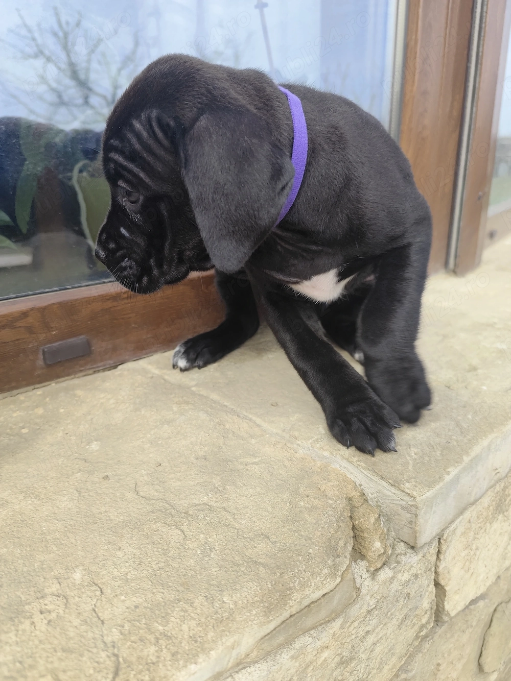 Catei Cane Corso ita