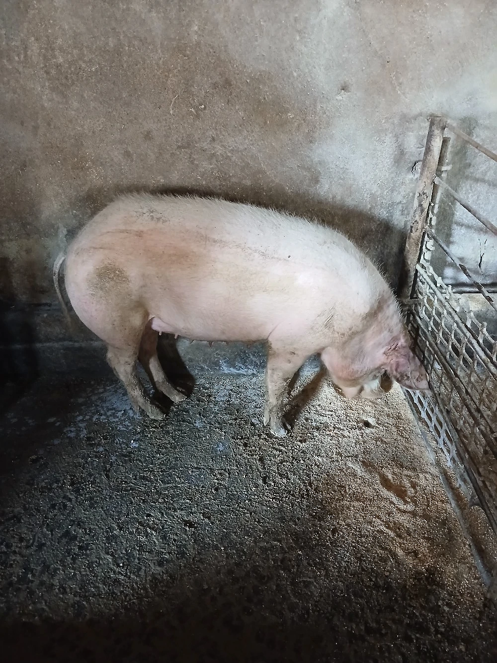 Vand suldei intre 50-100 kg