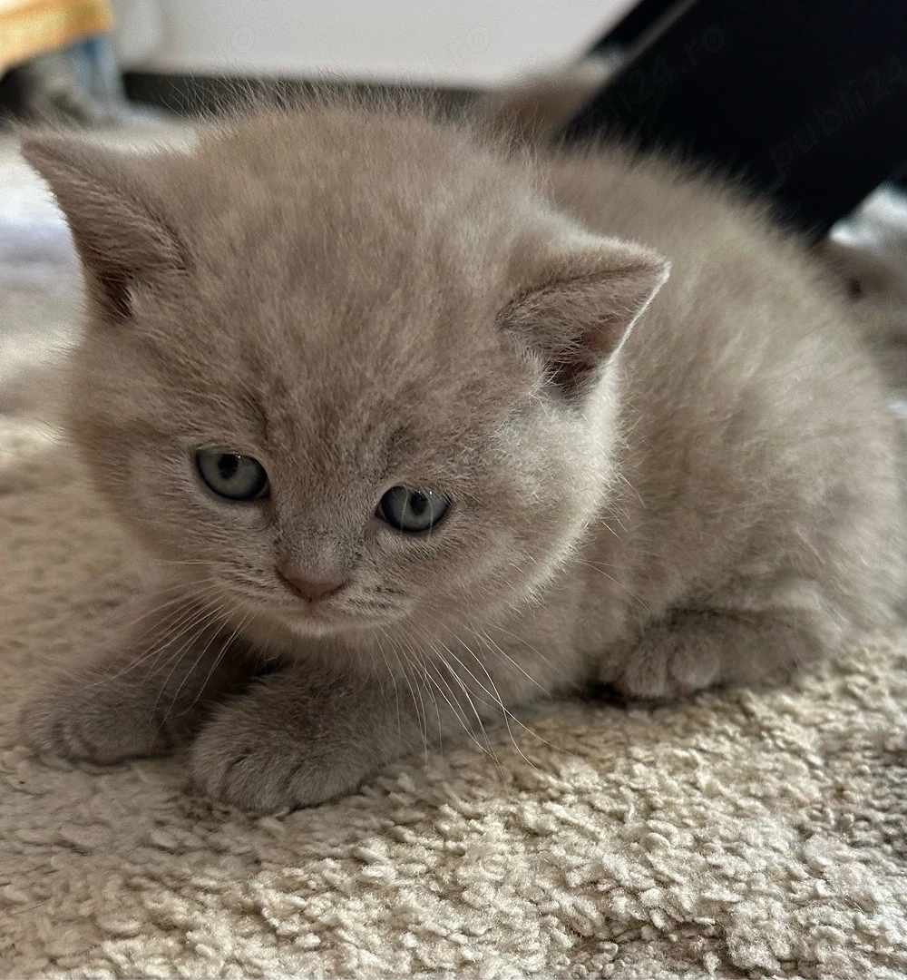 British Shorthair Shaded Point Lilac