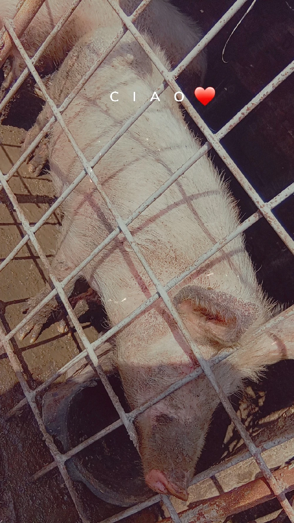 Scroafa de vanzare 130kg