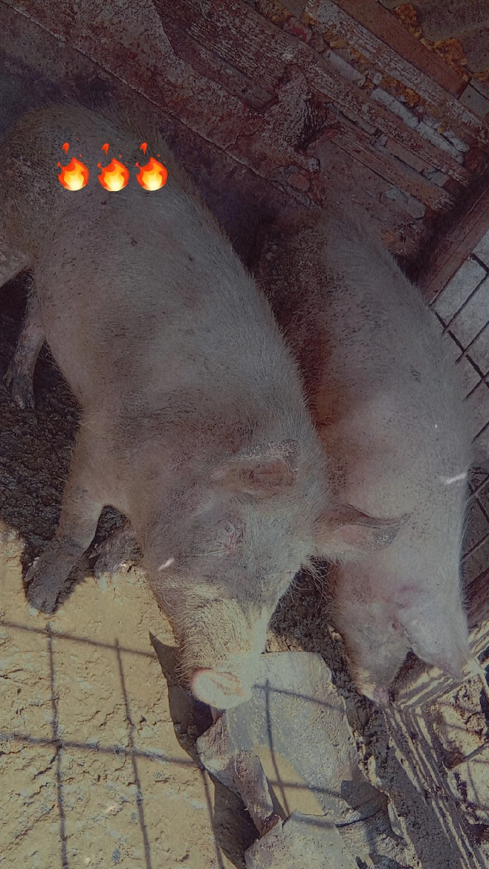 De vanzare o scroafa 