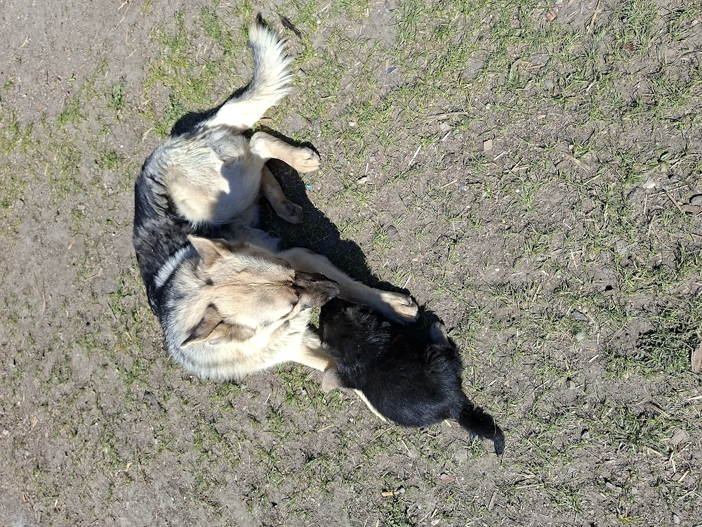 Caini de vanzare(ciobanesc german)