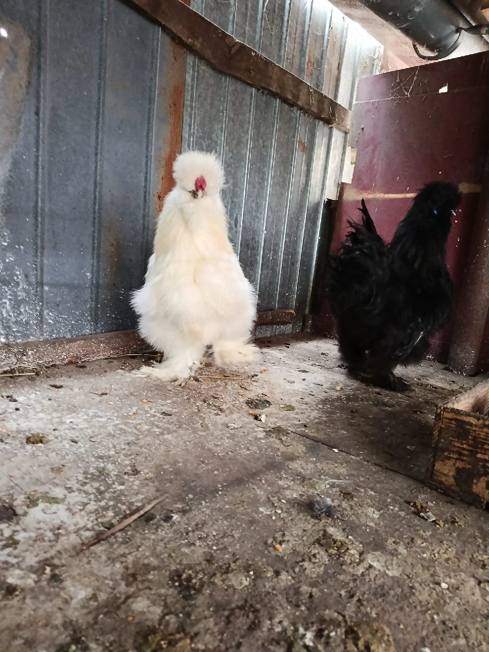 cocos mătase japoneză.