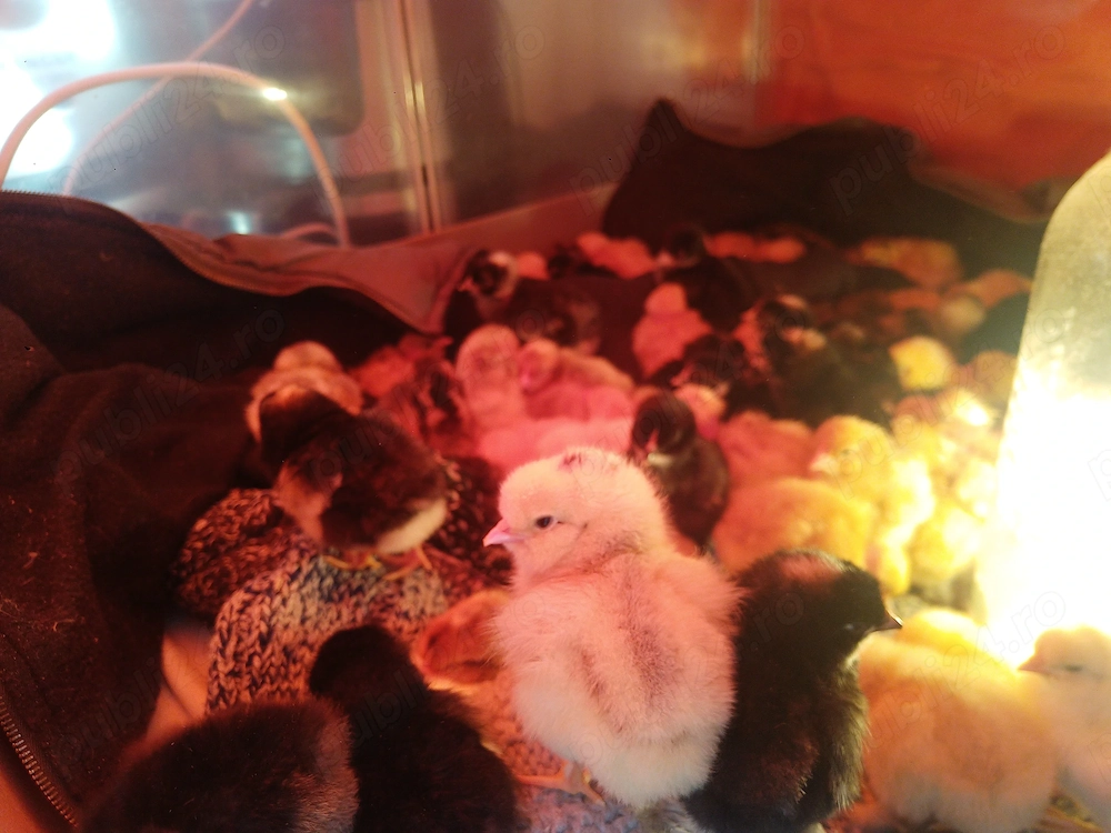 De vanzare pui de 1-3 zile 