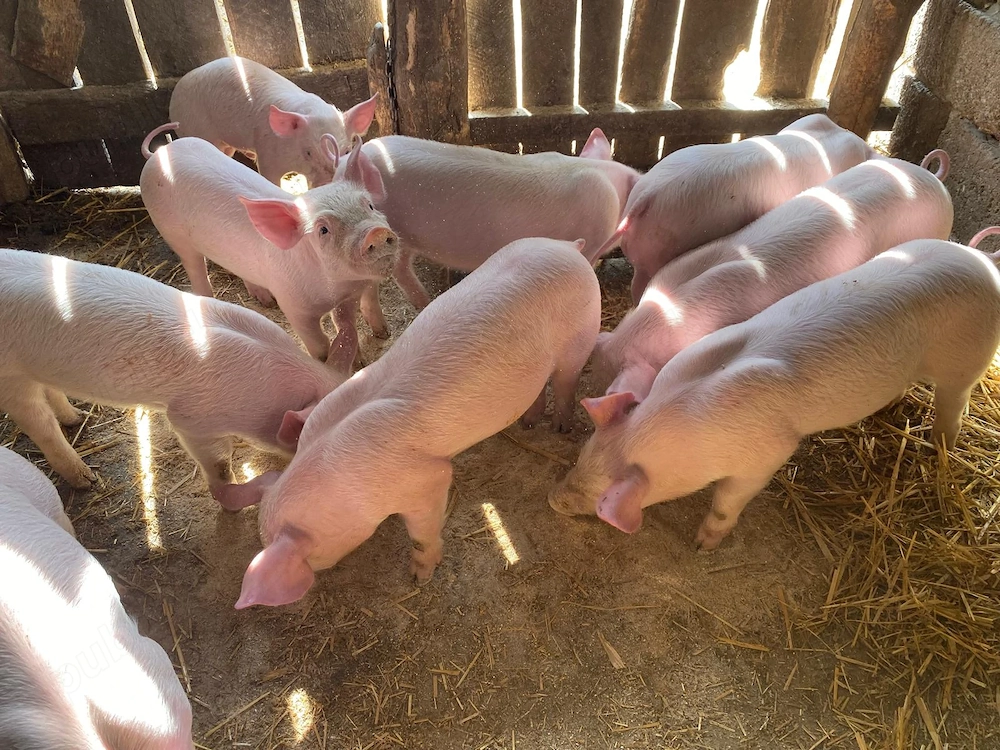 Vând purcei 6 săptămâni 