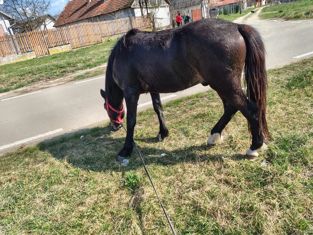 vand manz de un 1 ani si doua luni 