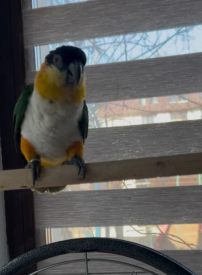 Papagal vorbitor Caique