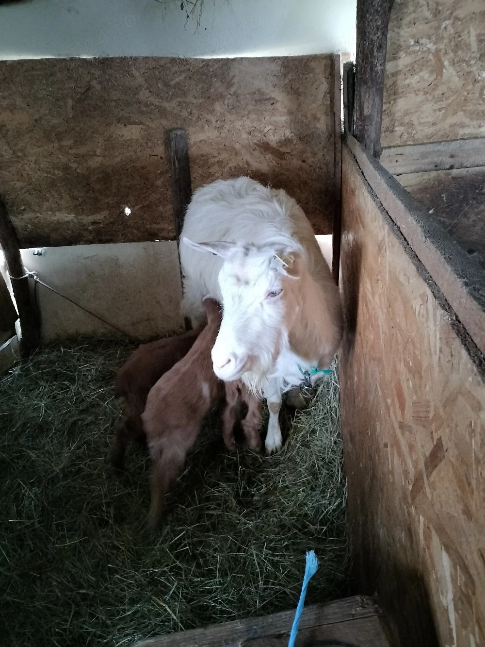 vind turmă de capre 