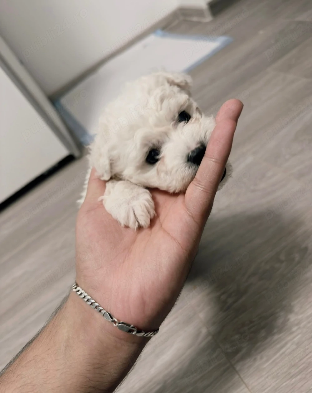 Vand bichonel miny toy baietel 7 saptamani