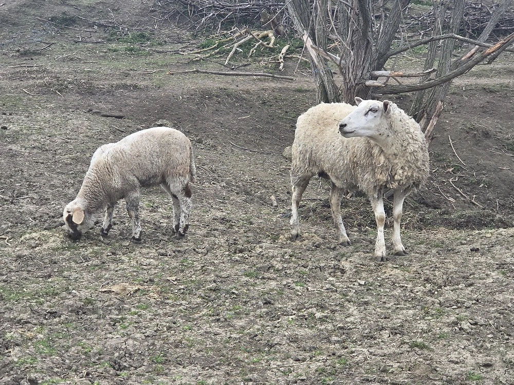 vand oaie texel cu miel