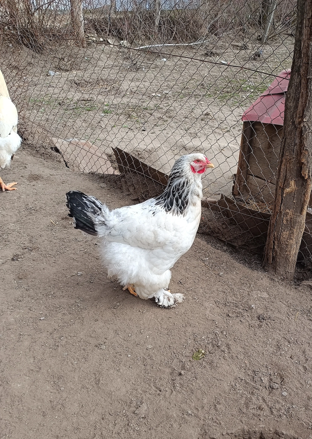 Ouă pentru incubat- găini brahma (un pic corcite)
