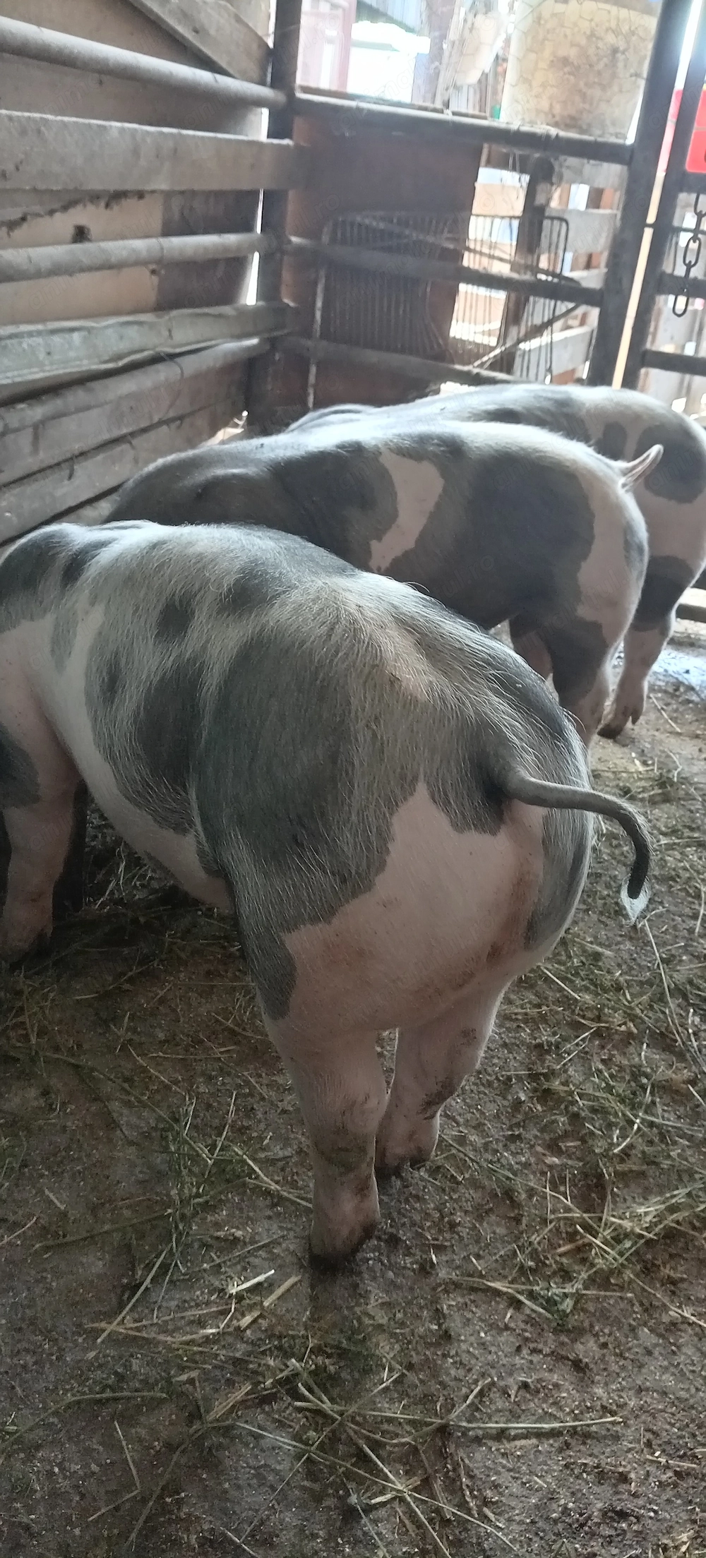 Porci, purcei 