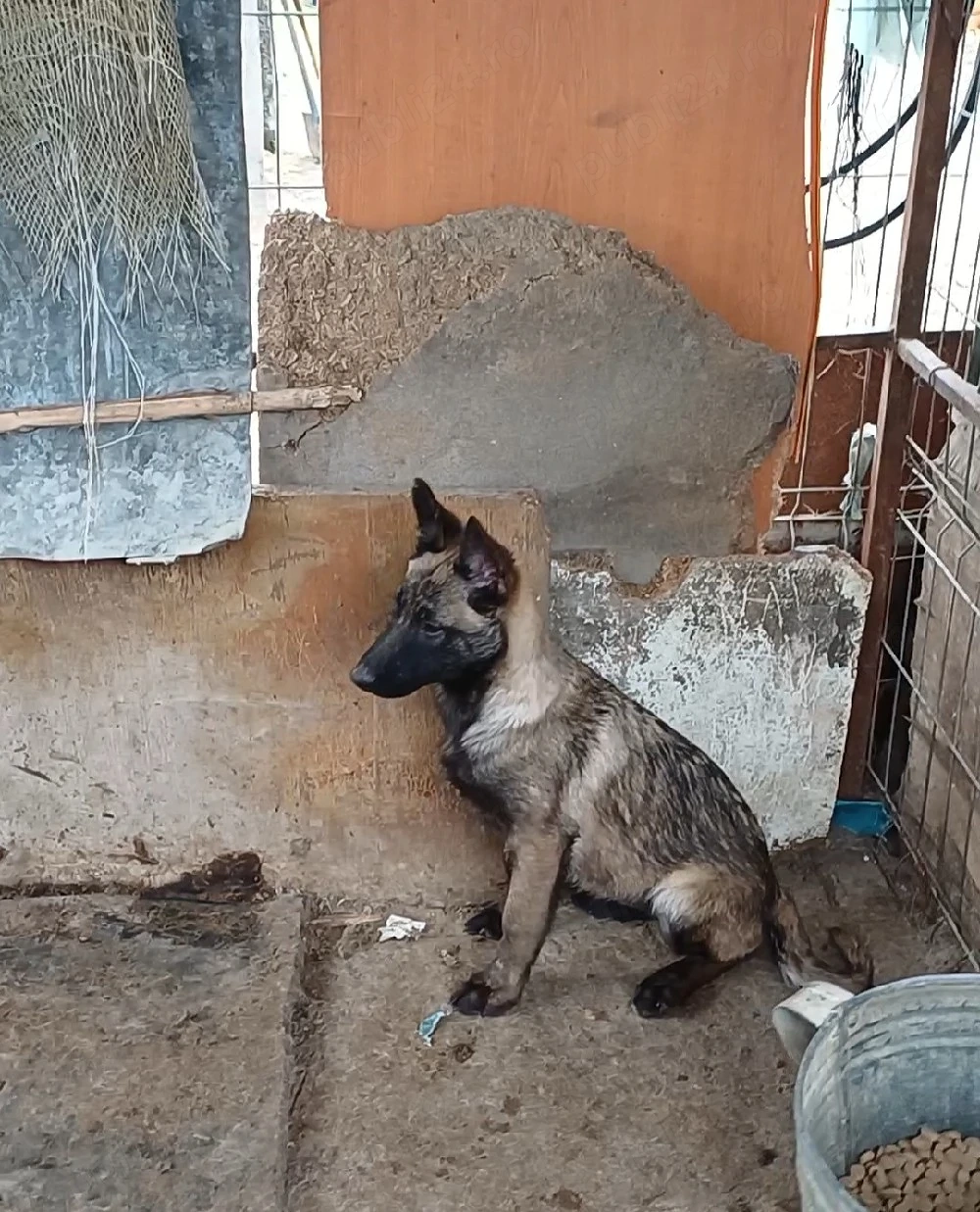 Ciobanesc Belgian Malinois 
