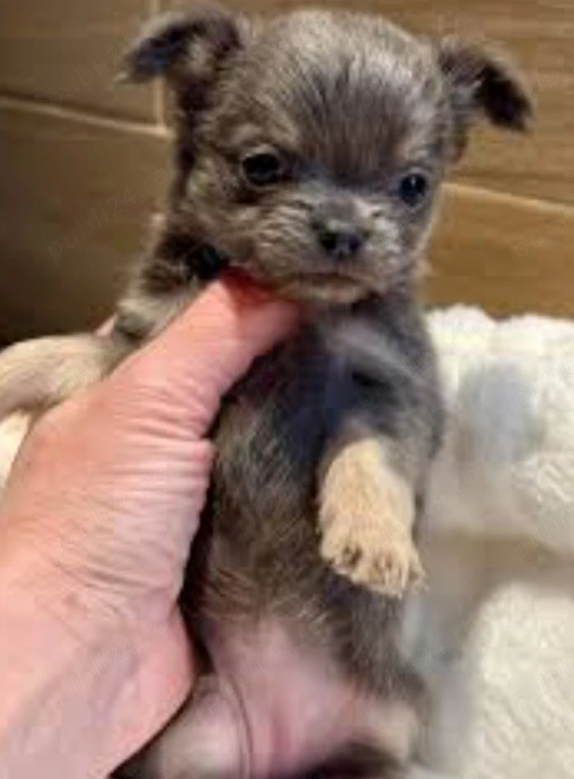 Chihuahua cu pedigree 