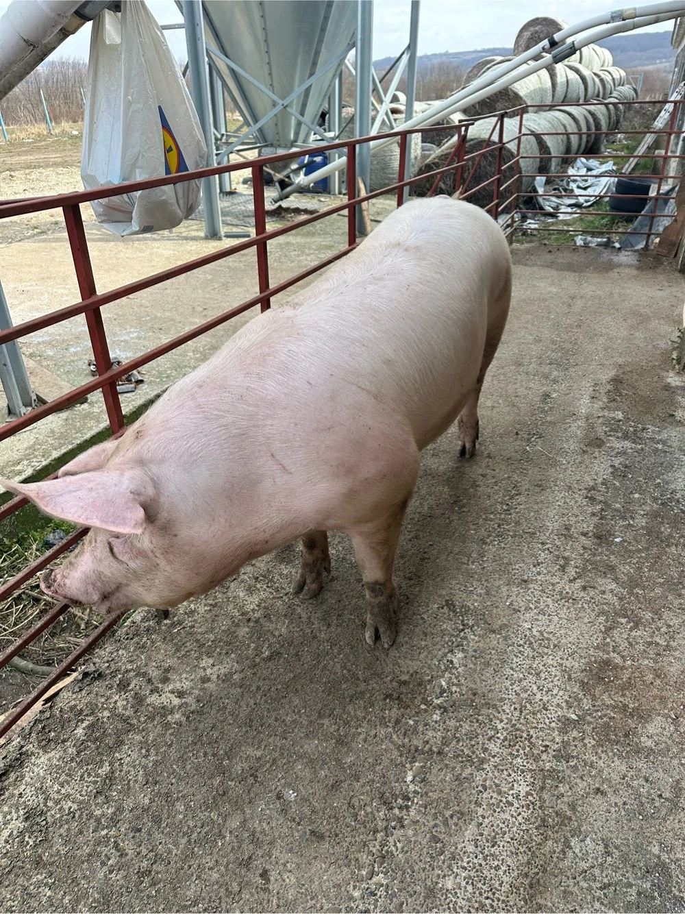 Scrofite bine selectate pentru reproductie