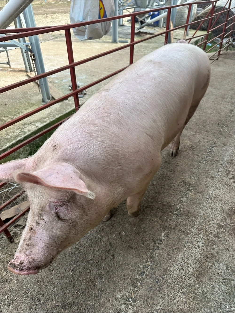 Porc serano crescut natural!