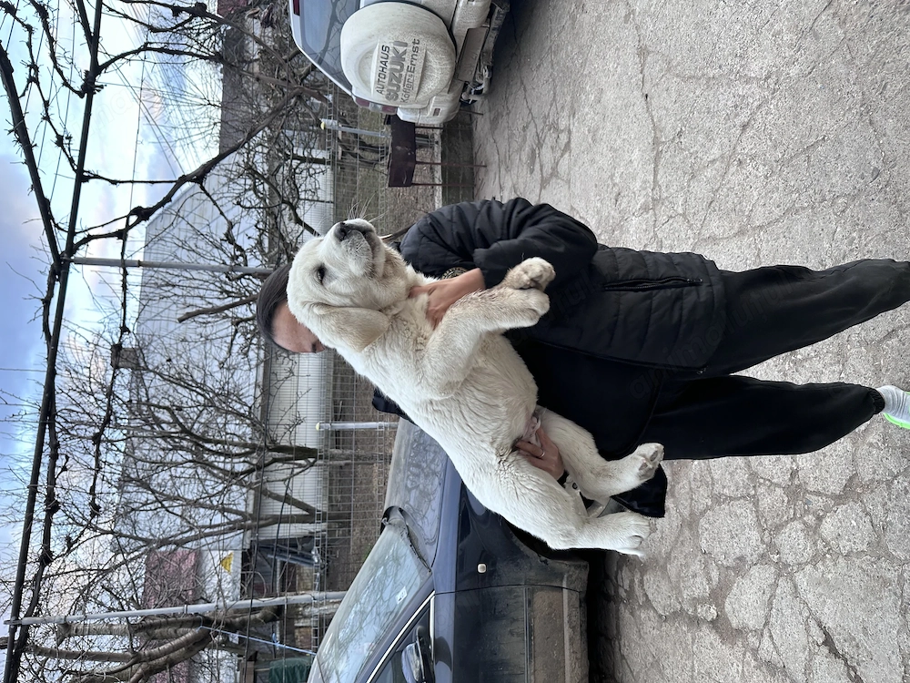 Cățeluș Asia Centrala (Alabai)