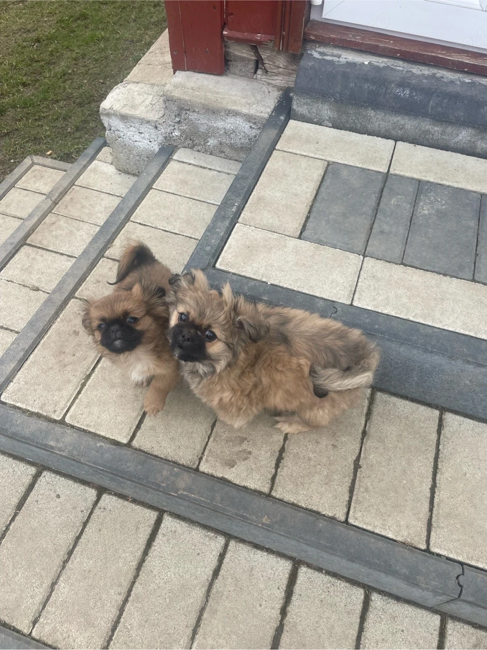 vand pichinez imperial