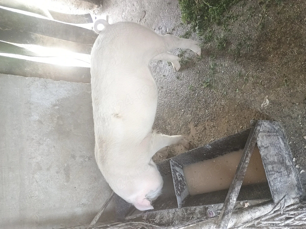 Vând 2 soldani foarte frumoasi și mancaciosi