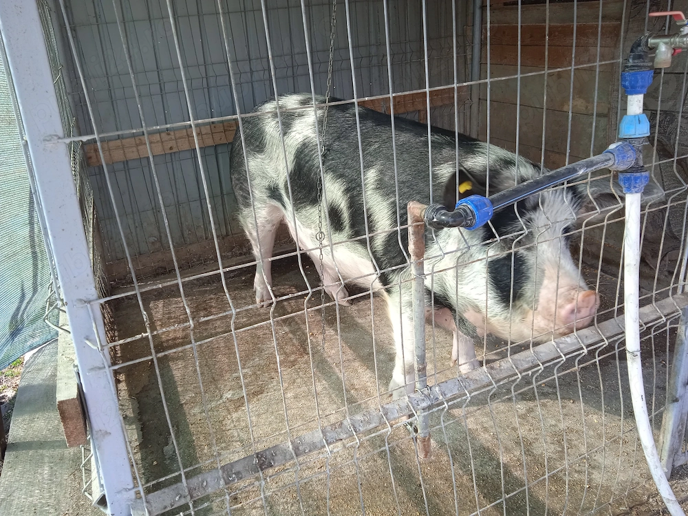 Vând porc cu greutatea de 300kg,preț 10lei kg