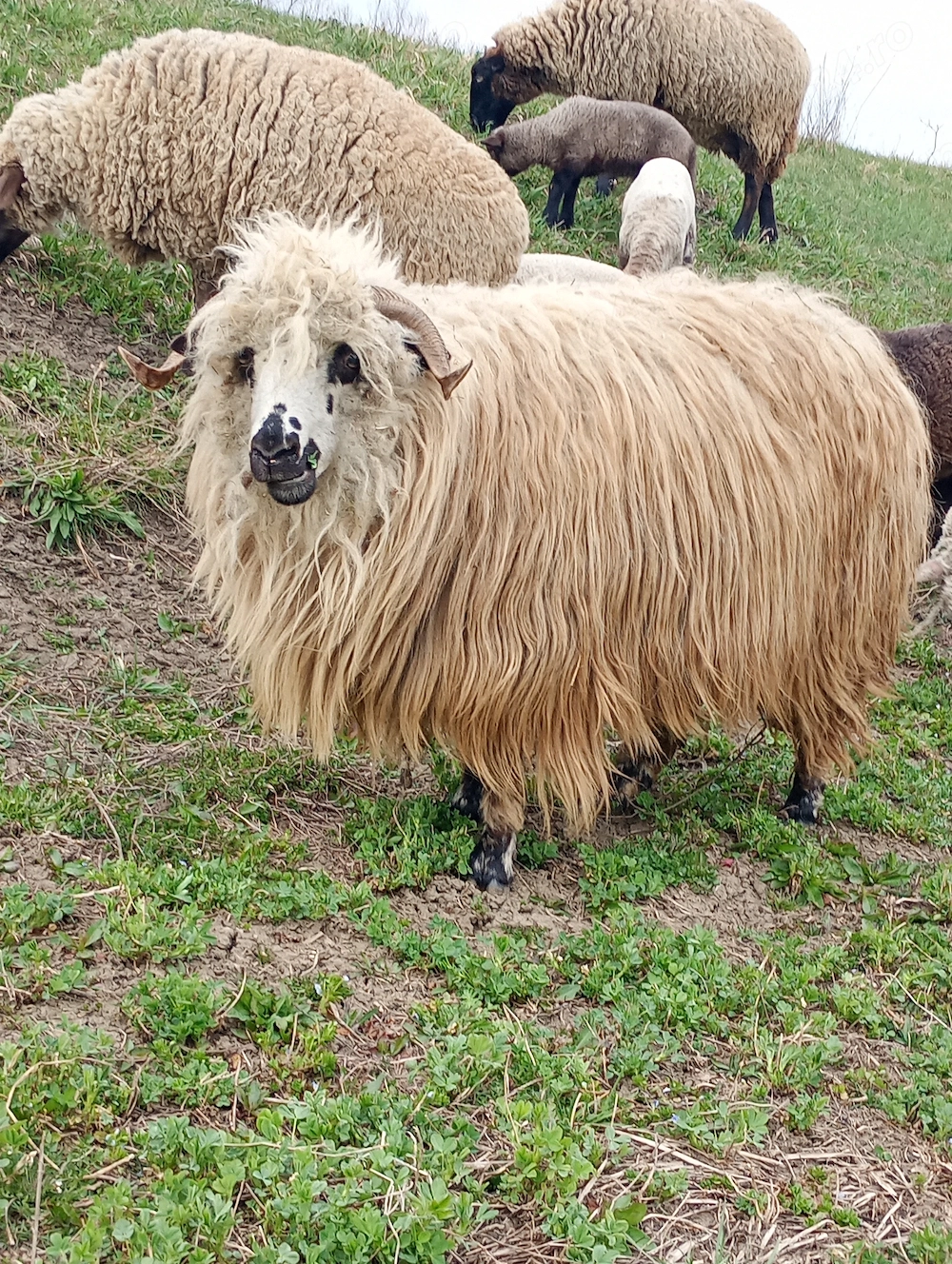 Oaie tânără cu miel