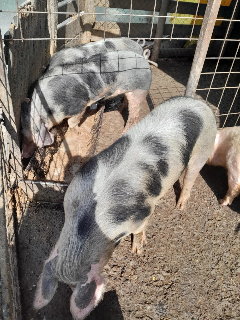 Porci de carne de vanzare 