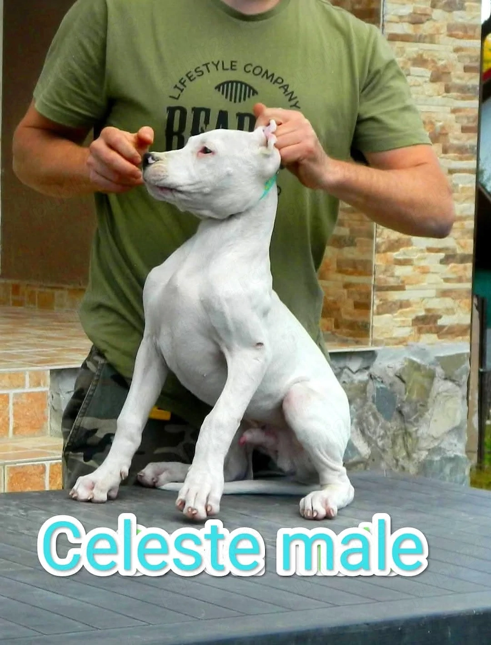 Dog argentinian,cu pedigree