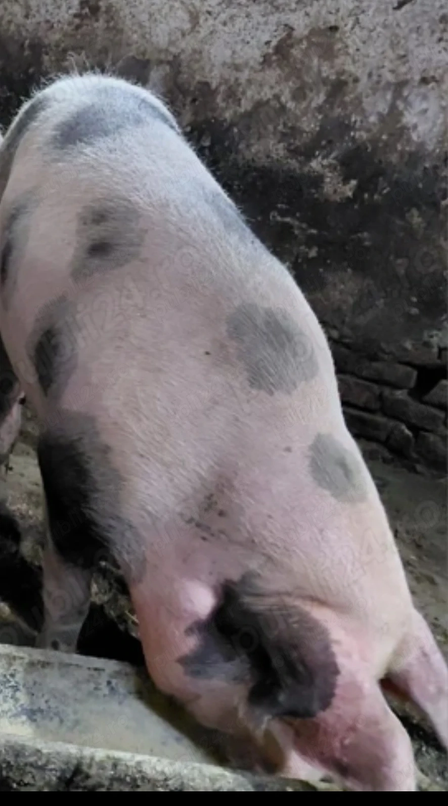 Vând  1 PORC din gospodărie