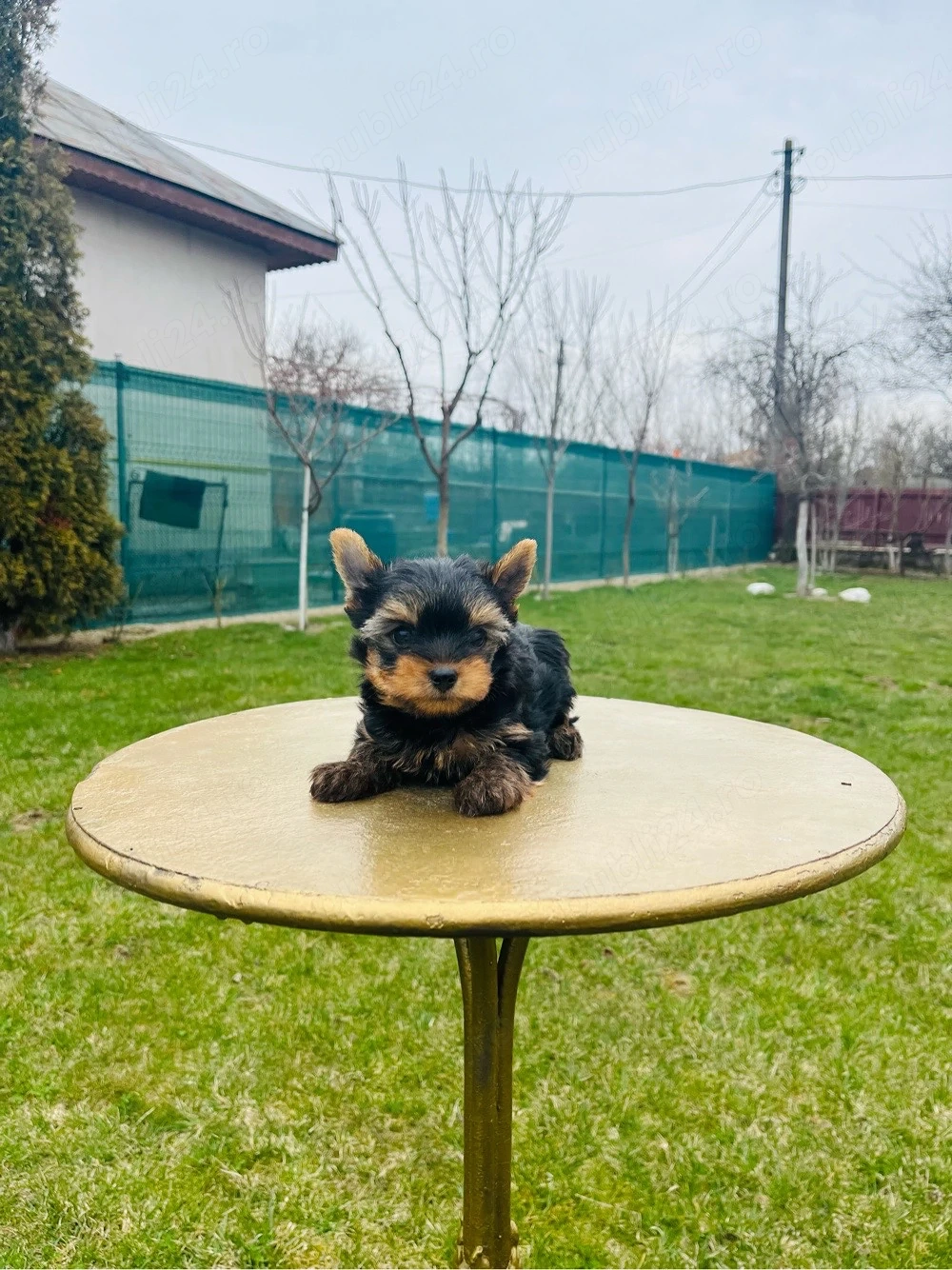 Yorkshire terrier(rasa pura)